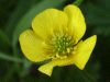 Meadow Buttercup (Ranunculus acris)