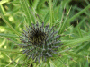 Budding Thistle
