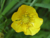 Meadow Buttercup (Ranunculus acris)