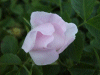 Possible Field Rose (Rosa arvensis)
