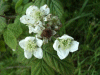 Bramble/Blackberry flower (Rubus fruticosus agg)