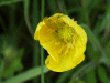 Meadow Buttercup (Ranunculus acris)