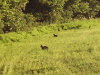 Rabbits on the edge of the field