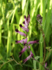 Common Fumitory (Fumaria officinalis)