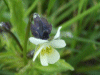 A relative of the Field Pansy (Viola arvensis) 