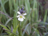 A relative of the Field Pansy (Viola arvensis) 