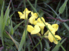 Common Bird's-foot trefoil (Lotus corniculatus)