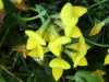 Common Bird's-foot trefoil (Lotus corniculatus)