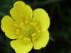 Meadow Buttercup (Ranunculus acris)