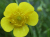 Meadow Buttercup (Ranunculus acris)