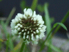 White Clover/Dutch Clover (Trifolium repens)