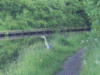 Heron beside the canal
