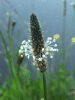 Ribwort Plantain (Plantago laceolata)