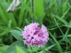 Red Clover (trefolium repens)