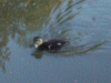 Lone duckling
