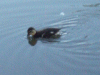 Lone duckling