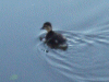 Lone duckling