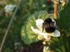Bee on a Bramble/Blackberry flower (Rubus fruticosus agg)