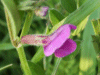 Common Vetch (Vicia sativa)