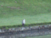 Heron along side the canal