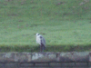Heron along side the canal