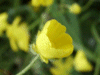 Meadow Buttercup (Ranunculus acris)