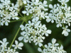 Cow Parsley (Anthriscus sylvestris)