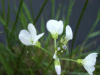 Cuckoo Flowers (Cardamine pratensis agg)