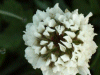 White Clover/Dutch Clover (Trifolium repens)