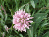Red Clover (trefolium repens)