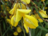 Broom (Cytisus scoparius)