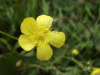 Meadow Buttercup (Ranunculus acris)
