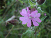 Red Campion (Silene dioica)