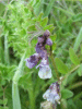 Tufted Vetch (Vicia cracca)