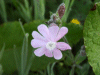 Red Campion (Silene dioica)