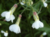 Wild Radish (Raphanus raphanistrum)