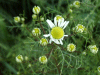 Budding Scentless Mayweed (Matricaria perforata)