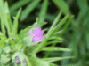 Cut-leaved Cranesbill (Geranium dissectum)