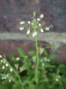 Shepherd's-Purse (Capsella bursa-pastoris)