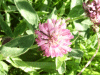 Red Clover (trefolium repens)