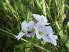 Cuckoo Flowers (Cardamine pratensis agg)