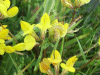 Common Bird's-foot trefoil (Lotus corniculatus)