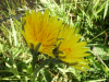 Dandelions (Taraxacum officinale)