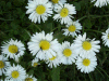 Daisies (Bellis perennis)