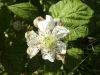 Bramble/Blackberry flower (Rubus fruticosus agg)