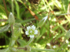 Possible Chickweed Wintergreen (Trientalis europaea)
