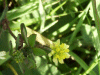 Black Medick (Medicago lupulina)