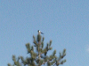 English magpie on top of a pine tree