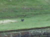 Moorhen