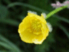 Meadow Buttercup (Ranunculus acris)
